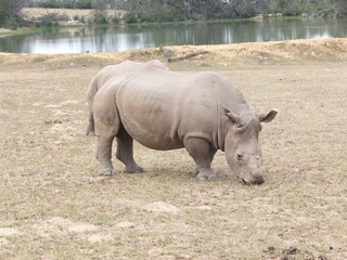 ./2017-10-29 RPA/2017-10-31 safari/nosorożce